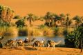 camel-caravan.jpg