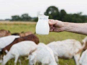 Një bari fjalëdrejtë dhe mrekullia e qumështit