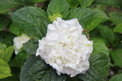 flower-5056746.jpg